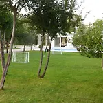 Maslina * Široki Brijeg