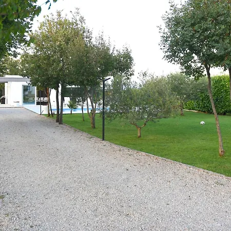 Maslina Široki Brijeg