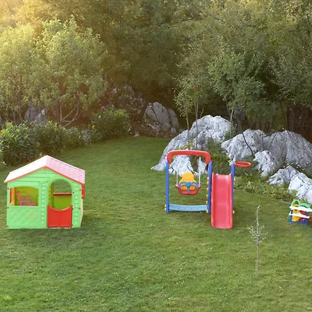 Maslina * Široki Brijeg