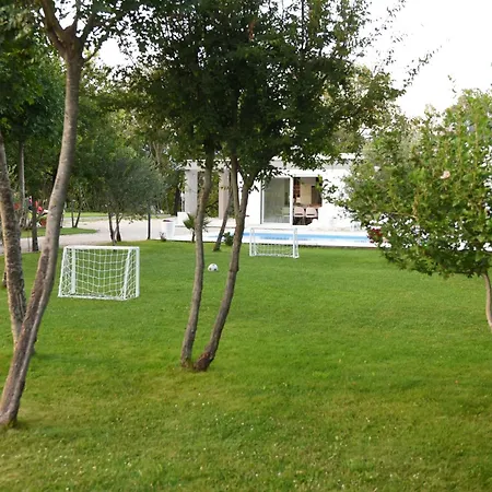 Maslina * Široki Brijeg